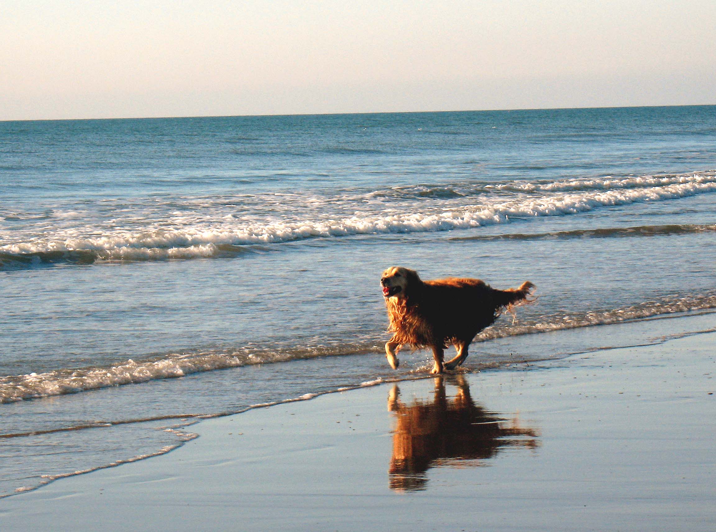 Dog Friendly Accommodation in Bude