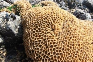 What are the Sand Honeycomb Stuctures on the Beach in Bude?